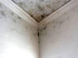  , USA Mold Removal Pros